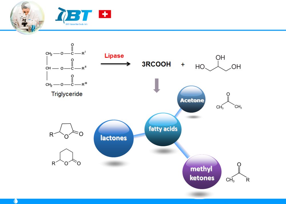 IBT